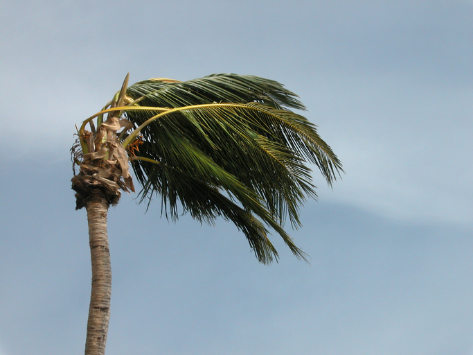 a tree blowing in the wind