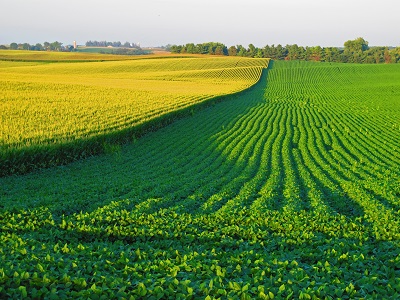 Farmland with crops